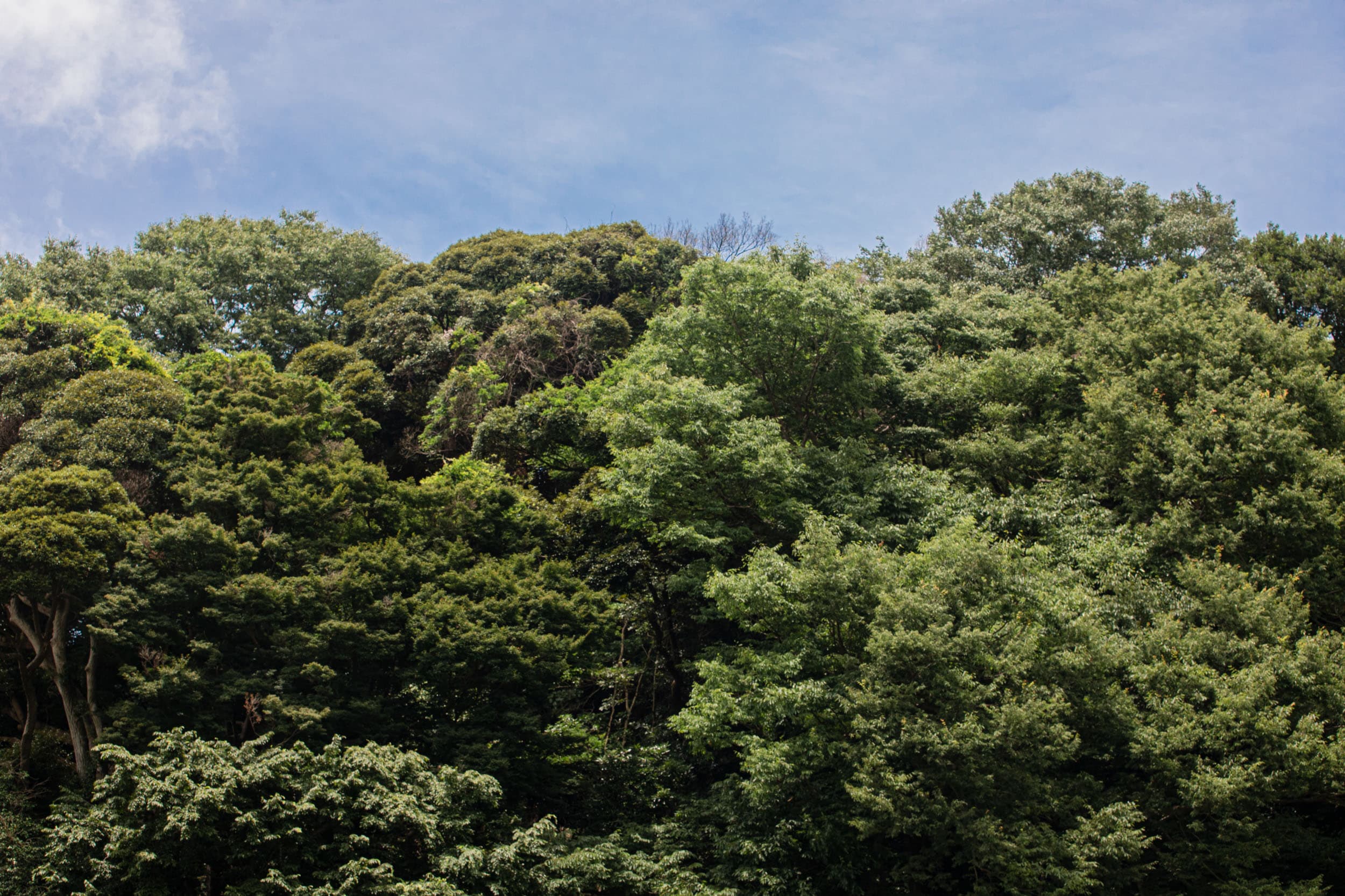 青空を背景に広がる緑豊かな山林の木々の梢