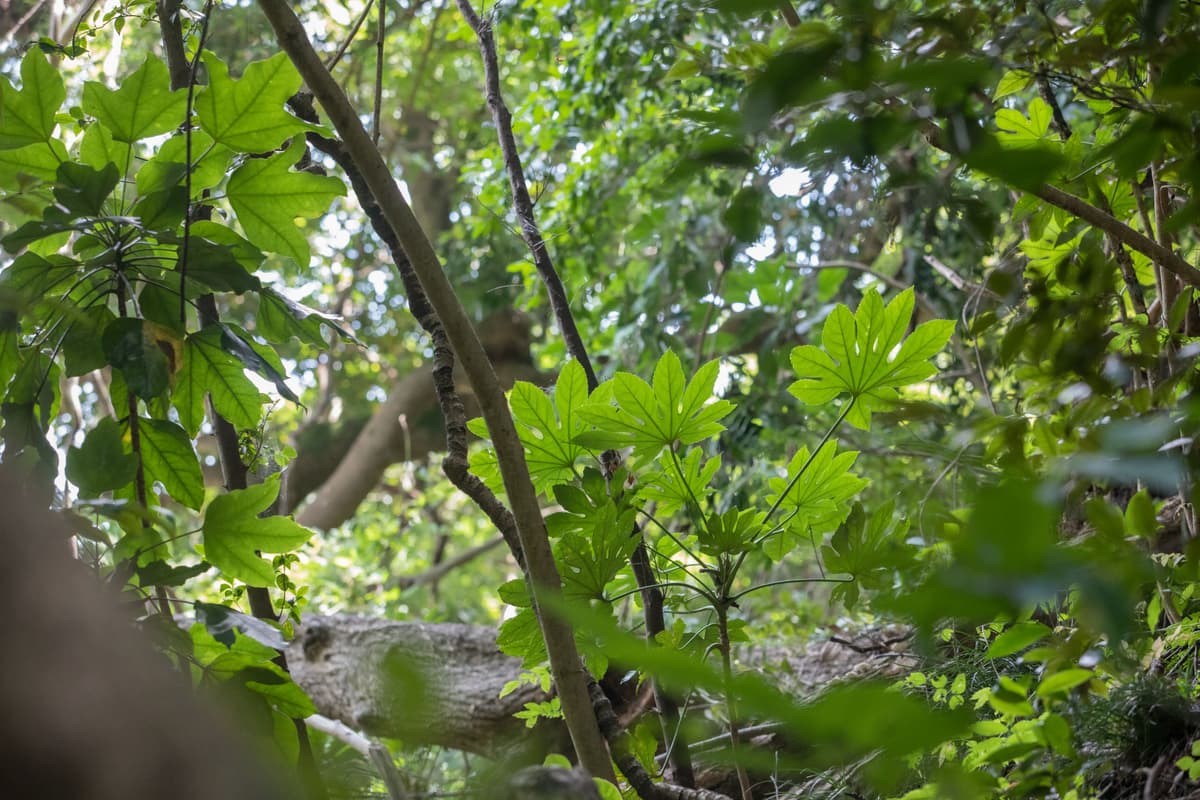 木漏れ日の中で葉を広げるヤツデなどの植物と、倒木のある山林の様子