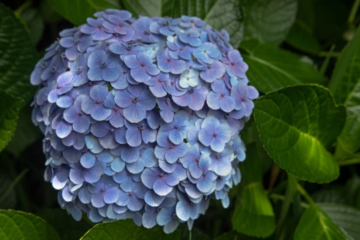 緑の葉に囲まれて咲く紫がかった青色の紫陽花の花